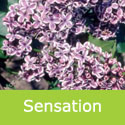 Sensation Lilac Tree / shrub Syringa vulgaris Sensation, FRAGRANT + AWARD **FREE UK MAINLAND DELIVERY + FREE 100% TREE WARRANTY**